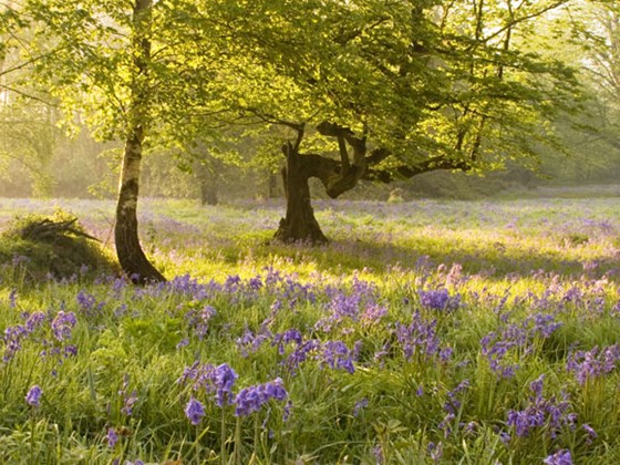 Our Environmental Policy